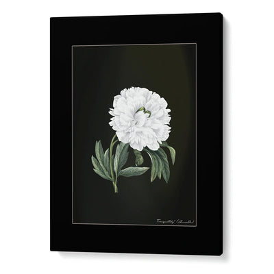 Obsidian Bloom Botanical Gallery Wall Set of 6