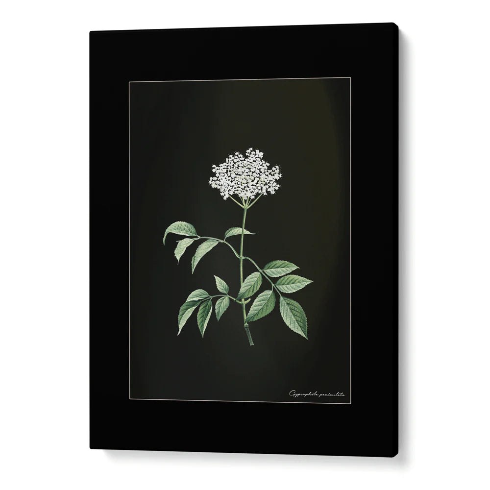 Obsidian Bloom Botanical Gallery Wall Set of 6