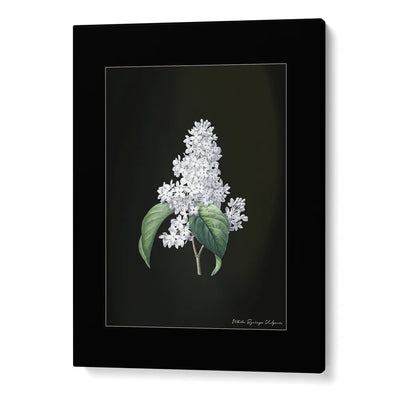 Obsidian Bloom Botanical Gallery Wall Set of 6