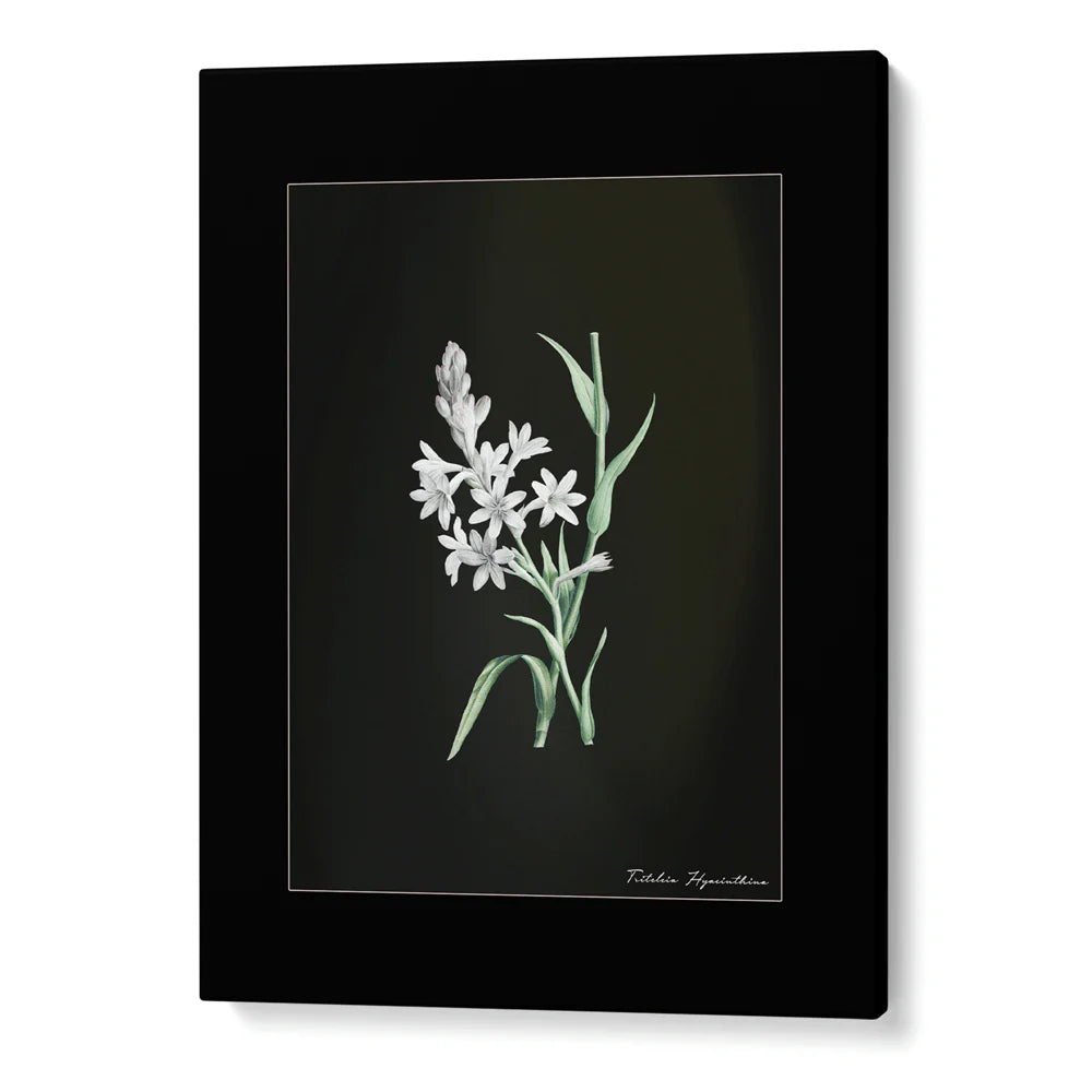 Obsidian Bloom Botanical Gallery Wall Set of 6