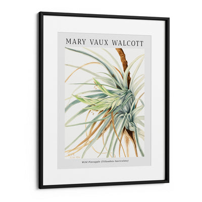 Mary Vaux Walcott - Wild Pineapple